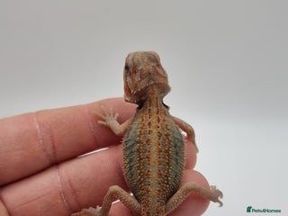 Bearded Dragon reptiles - Advert 5