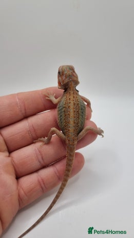 Bearded Dragon reptiles - Advert 13