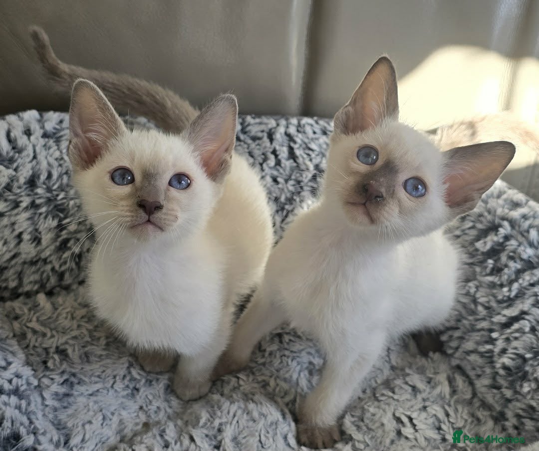 Siamese cats Stunning siamese kittens ready for a stunning home - Advert 13
