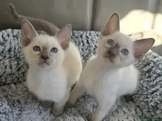 Siamese cats Stunning siamese kittens ready for a stunning home - Advert 13