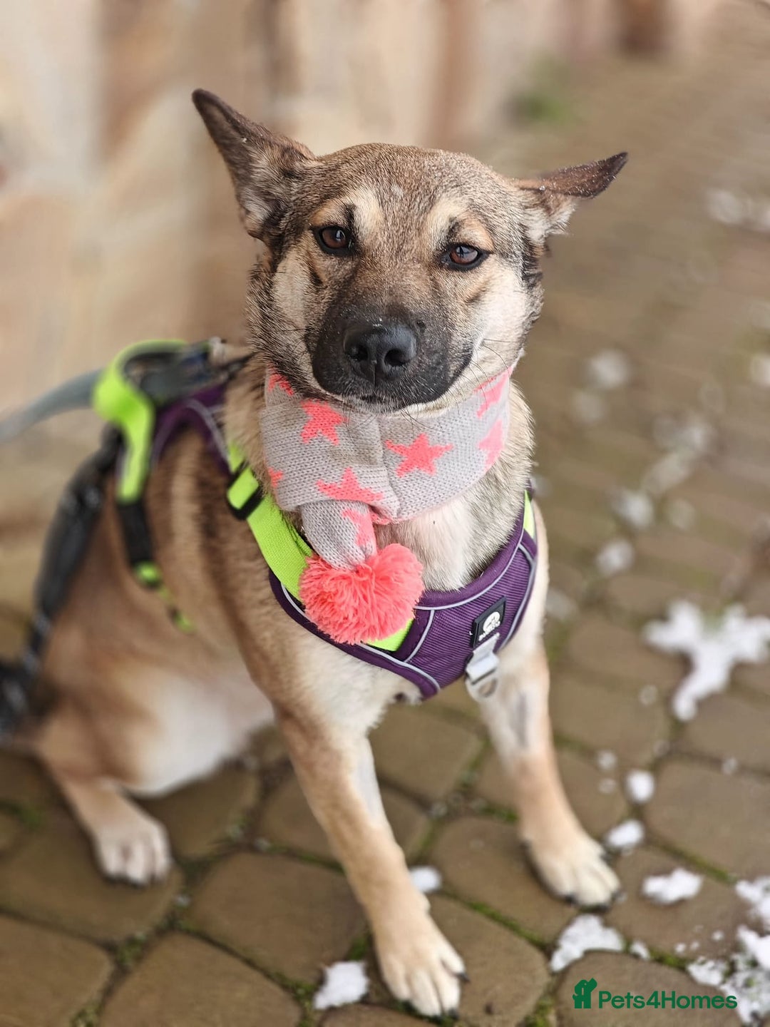 Mixed Breed dogs for adoption: ❤️TESSA – Soft and Gentle Puppy❤️ - Advert 7