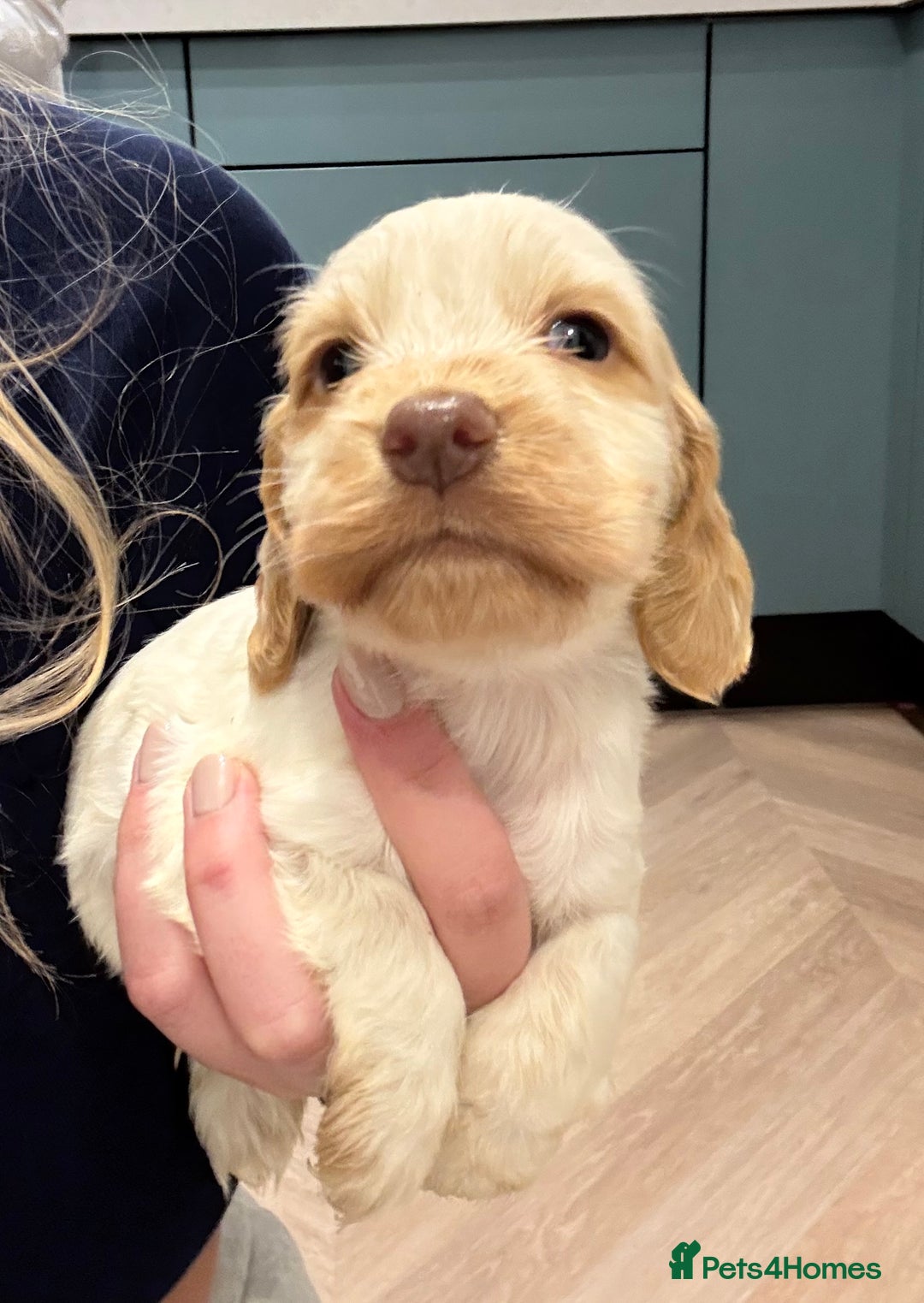 Cocker Spaniel dogs for sale: Adorable cocker spaniel puppies  - Advert 16