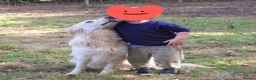 German Shepherd dogs for sale: White german shepherd  - Advert 3