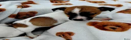 Jack Russell dogs for sale: Jack russell pups for Sale ready to leave - Advert 2