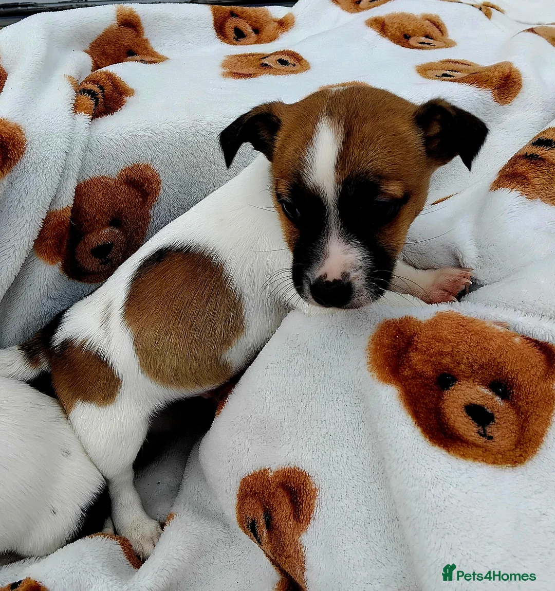 Jack Russell dogs for sale: Jack russell pups for Sale ready to leave - Advert 2