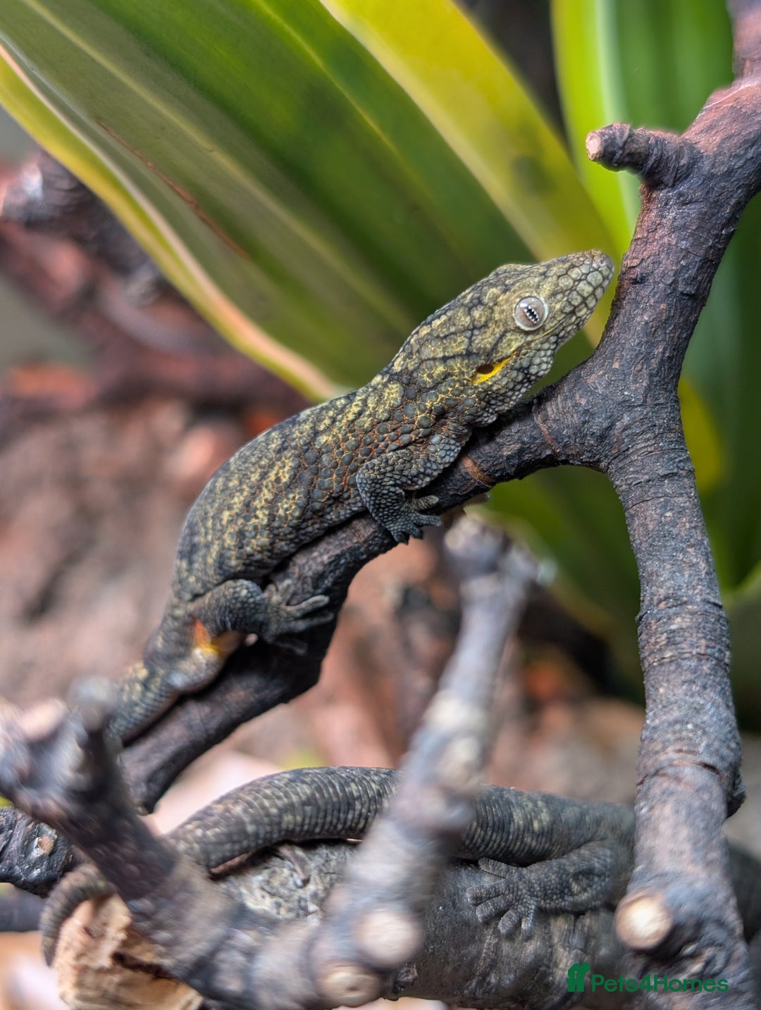 Gecko reptiles for sale: Eurydactylodes Agricolae (Bauers Chameleon Gecko) - Advert 2