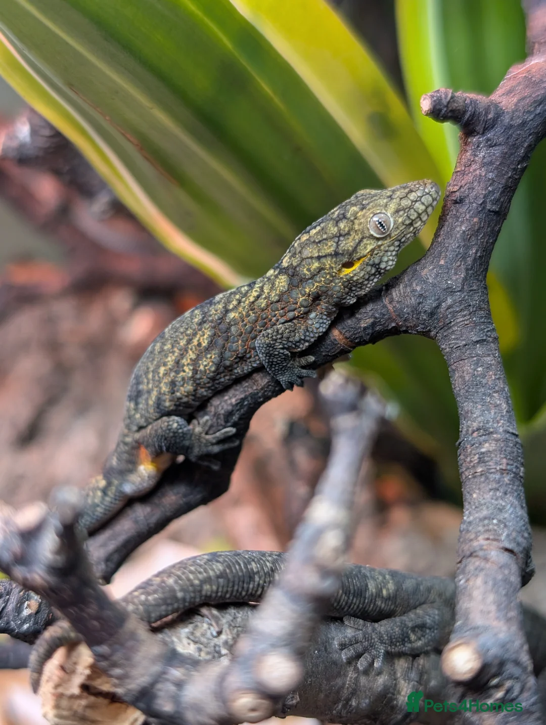 Gecko reptiles for sale: Eurydactylodes Agricolae (Bauers Chameleon Gecko) - Advert 2