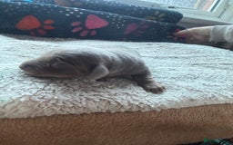 Miniature Dachshund dogs for sale: Miniature daschund - Advert 14