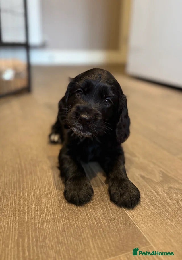 Cockapoo dogs Beautiful Cockapoo Puppies  - Advert 12