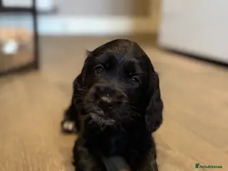 Cockapoo dogs Beautiful Cockapoo Puppies - Advert 12