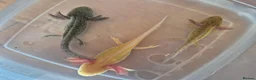 Axolotl reptiles for sale: Various axolotl juveniles available - Advert 3