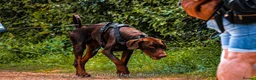 Dobermann dogs for sale: 2 year old boy for new home - Advert 4