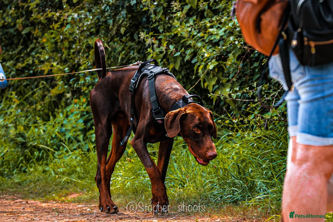 Dobermann dogs for sale: 2 year old boy for new home - Advert 4
