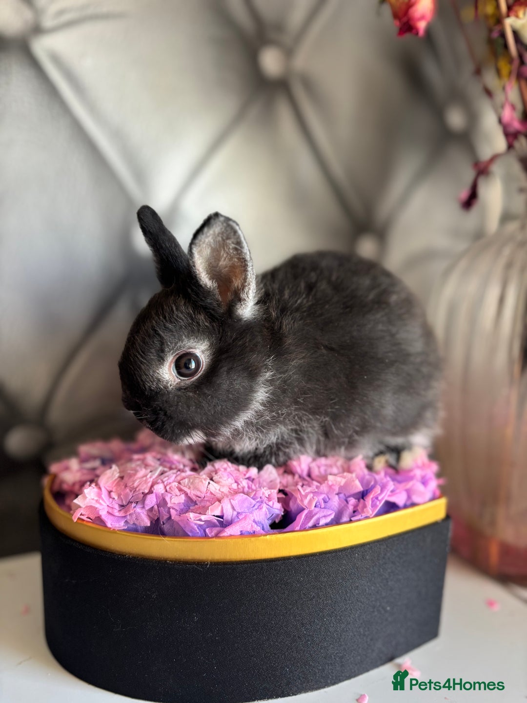 Netherland Dwarf rabbits for sale: rochelles_rabbits pure ND babies for sale - Image 12