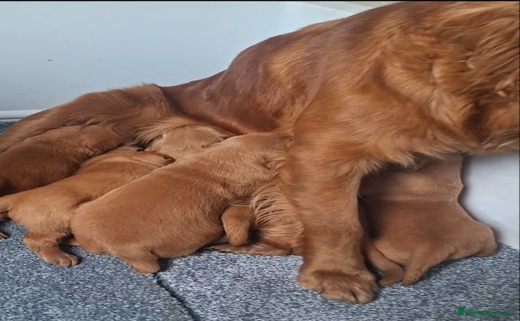 Golden Retriever dogs - Advert 3