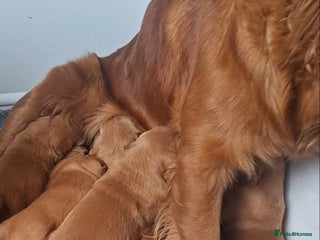Golden Retriever dogs Kennel Club registered Golden Retriever pups - Advert 15