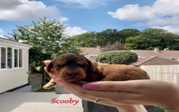 Cockapoo dogs for sale: Gorgeous F2B Cockapoos - Image 5