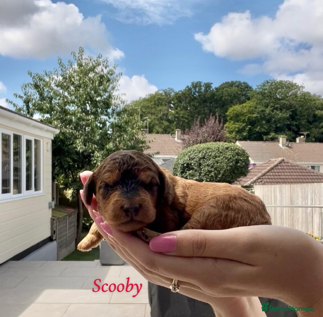 Cockapoo dogs for sale: Gorgeous F2B Cockapoos - Image 5