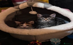 Mixed Breed cats for sale: Calico girl and grey tabby boy 9 weeks old  - Image 3