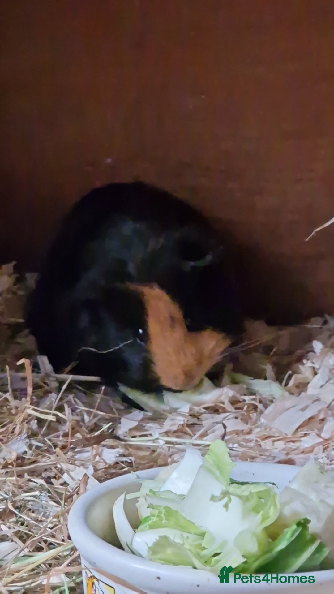 Guinea Pig rodents for sale: Beautful female guineapig  - Advert 10