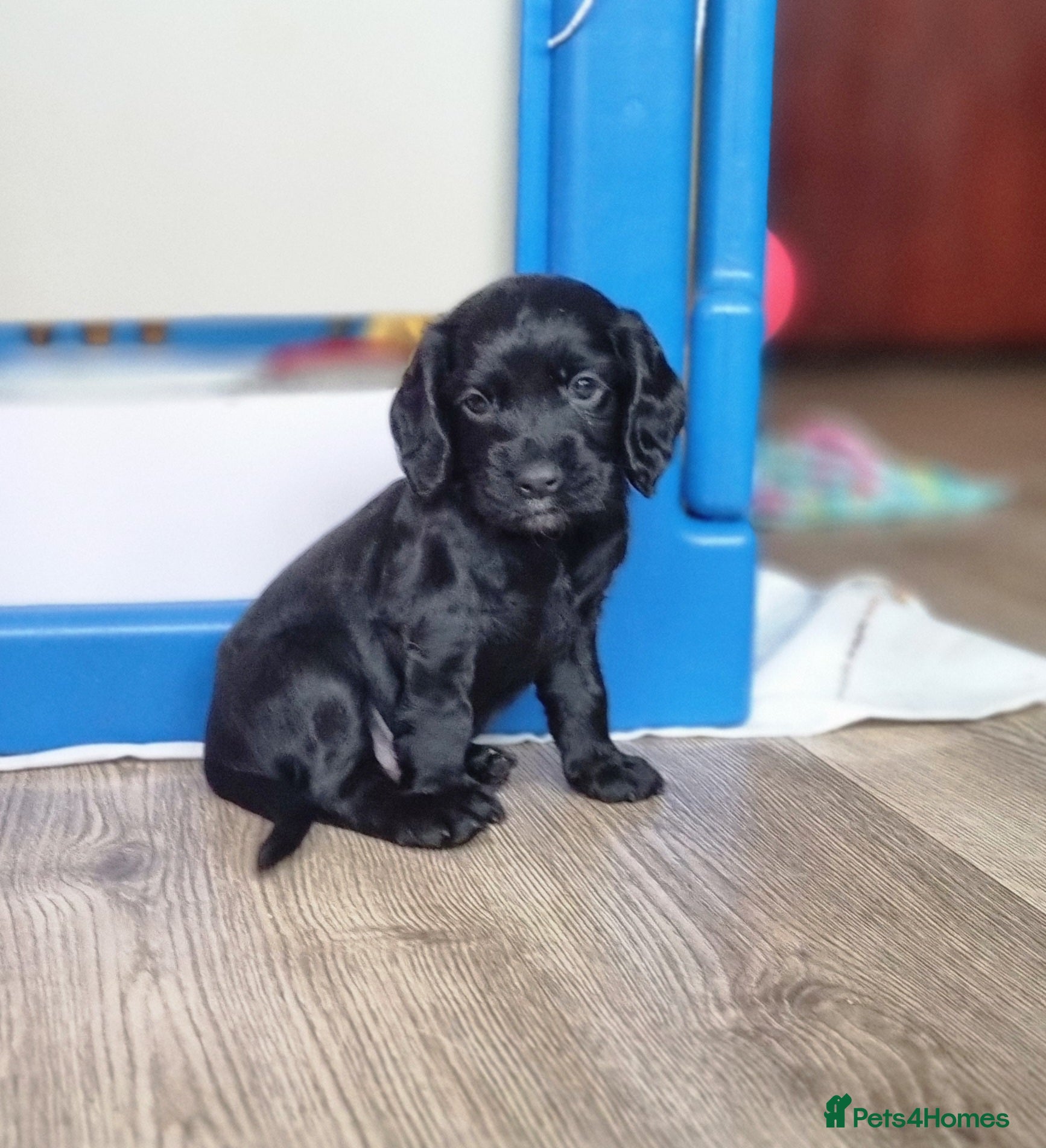 Cocker Spaniel dogs Adorable Cocker Spaniel Puppies for Sale 🐾 - Advert 2