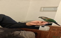 Conures birds for sale: Hand Reared Hand tamed pearly conure - Advert 2