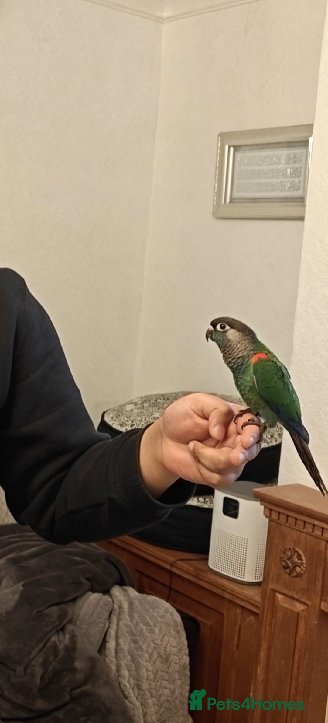 Conures birds for sale: Hand Reared Hand tamed pearly conure - Advert 2