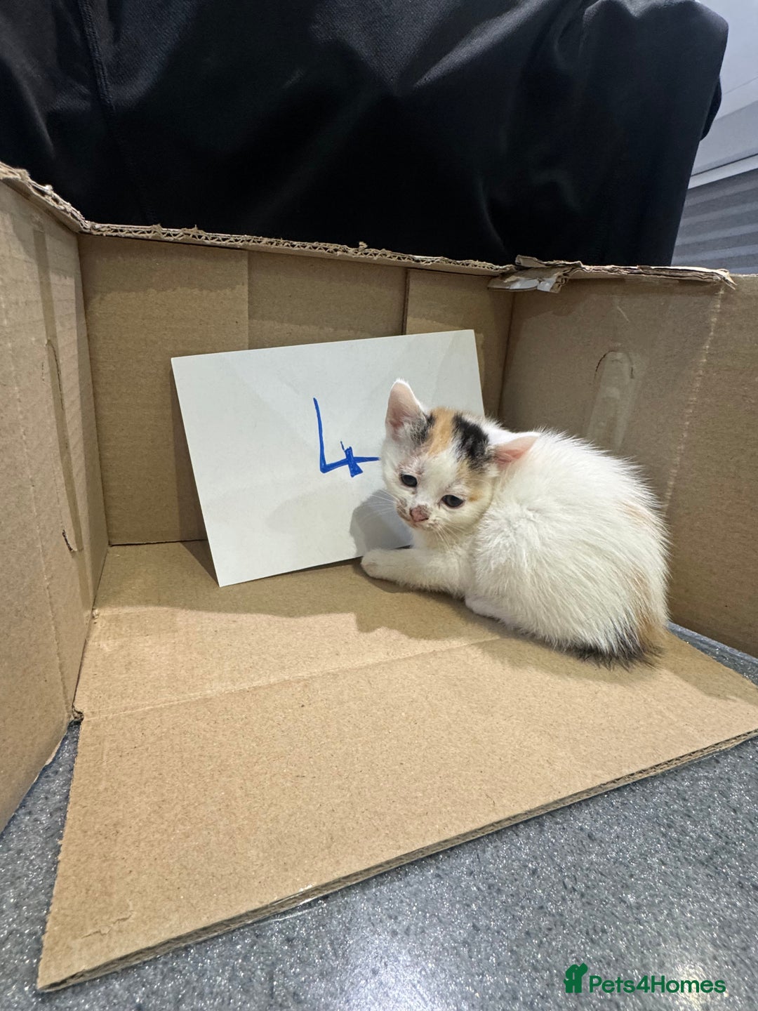 Mixed Breed cats for sale: British shorthair mix kittens  - Advert 15