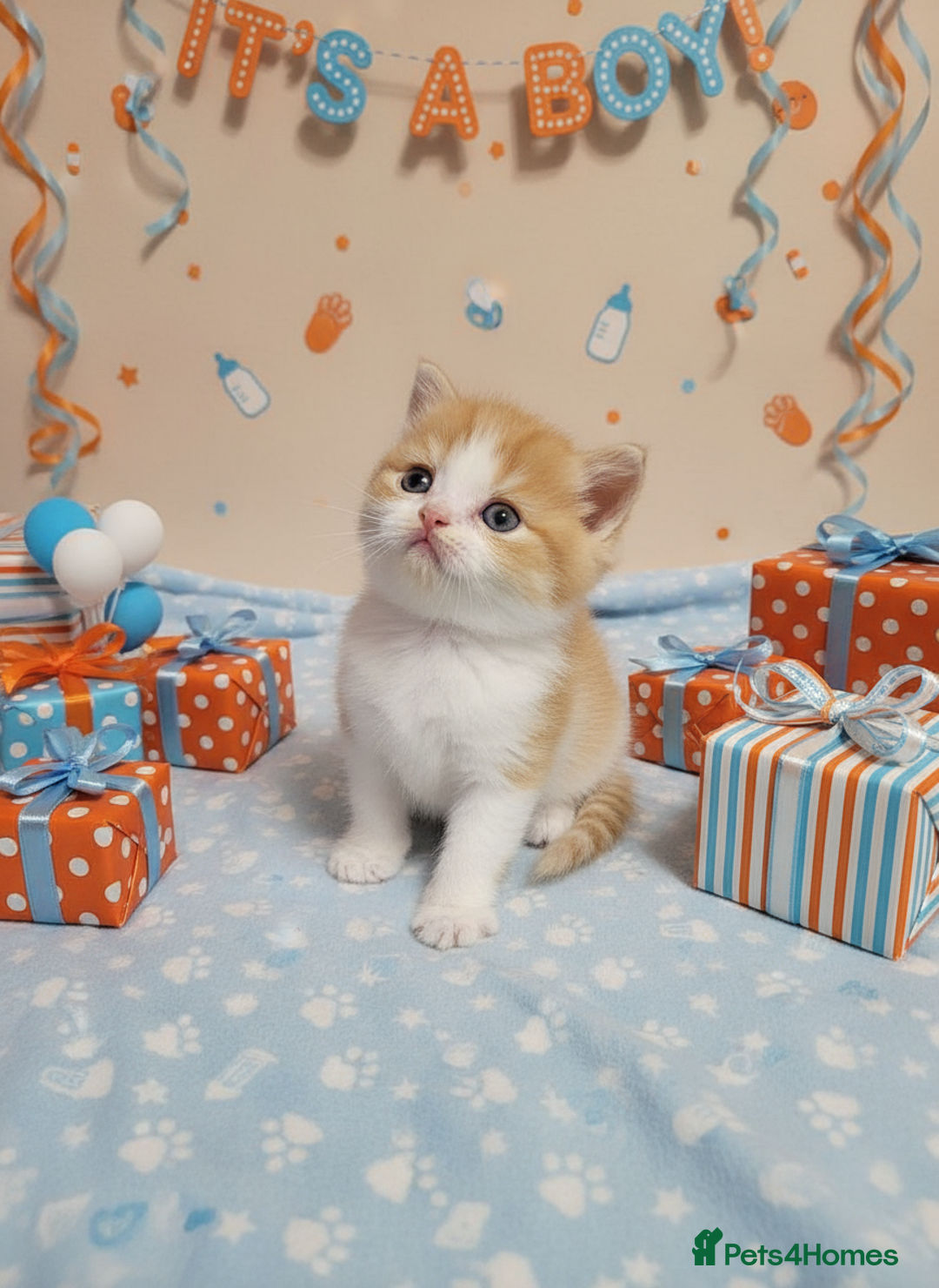 Scottish Fold cats for sale: Bundle of 11 Scottish fold Straight Ears Kittens - Image 9