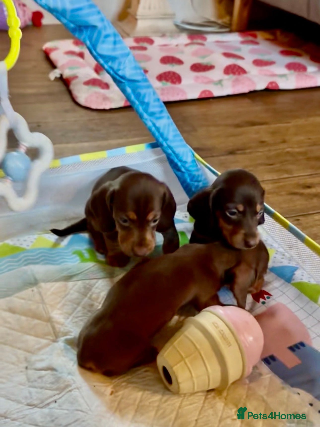 Miniature Dachshund dogs Beautiful Chocolate & Tan Dachshund Pups Ready Now - Advert 5