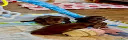 Miniature Dachshund dogs for sale: Beautiful Chocolate & Tan Dachshund Pups Ready Now - Advert 4