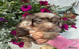 Cockapoo dogs for sale: Ready now Cracking F1 Cockapoos - Image 19