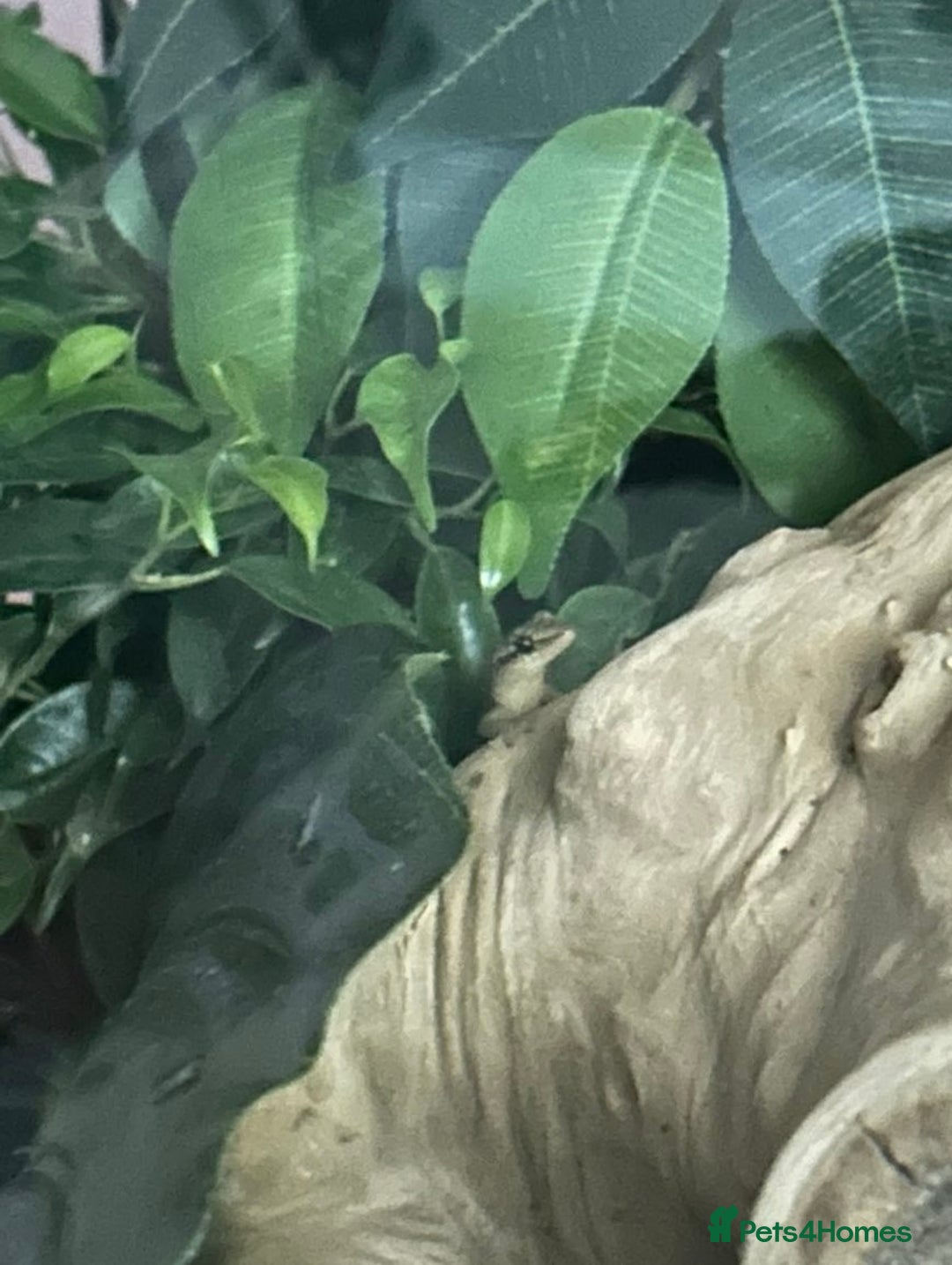 Gecko reptiles for sale: Mourning gecko pair.  - Image 4