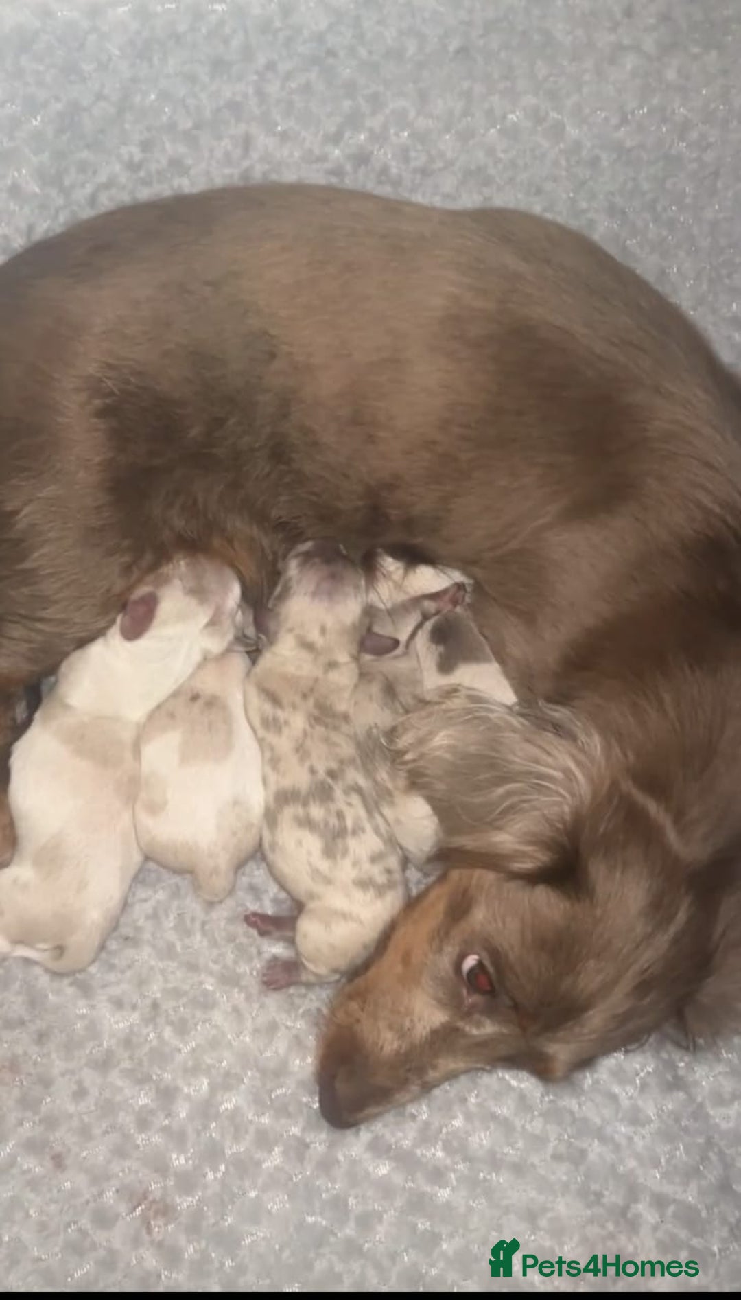 Miniature Dachshund dogs for sale: Stunning Long-Haired Miniature Dachshund Puppies!  - Image 2