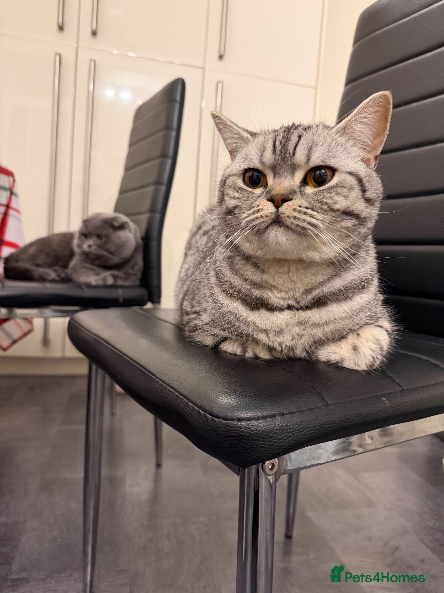 British Shorthair cats 🐾 Adorable Kittens for Sale 🐾 - Advert 2