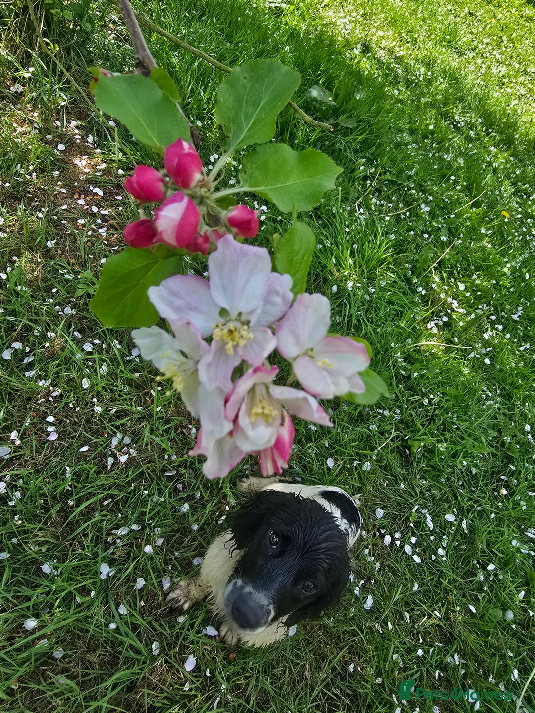 English Springer Spaniel dogs for sale: Part Trained Gun Dog  - Advert 6