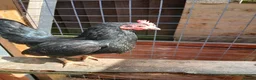 Chickens poultry for sale: 2 Serama hens  - Advert 2