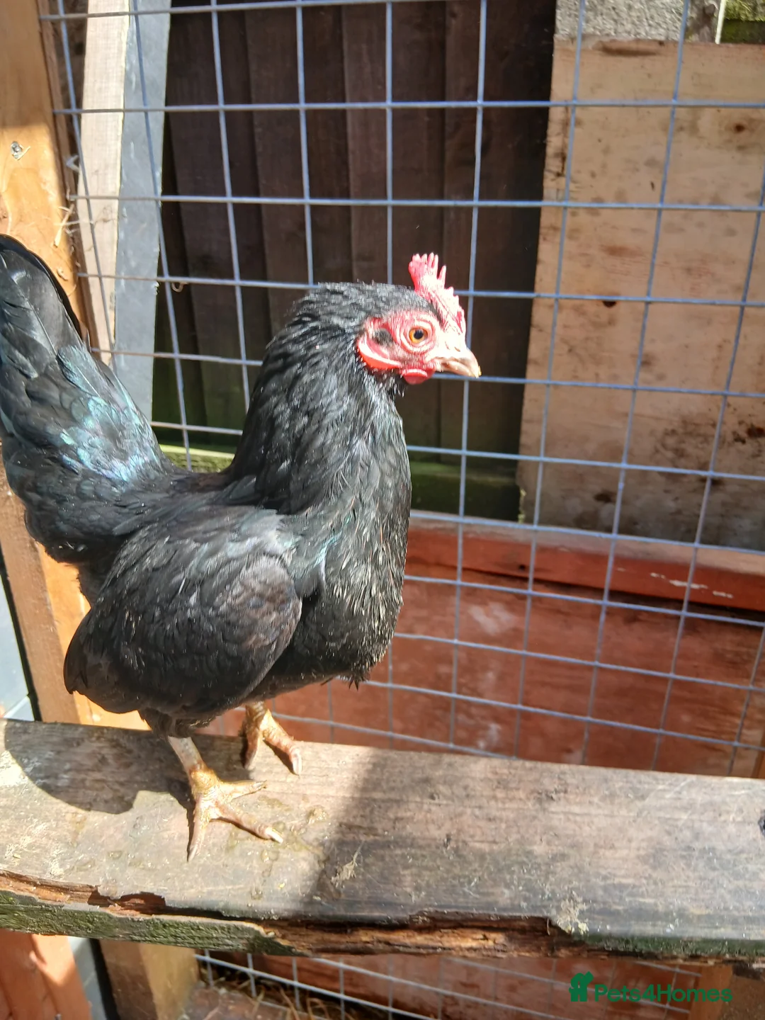 Chickens poultry for sale: 2 Serama hens  - Advert 2