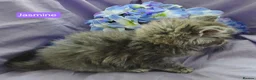 Maine Coon cats for sale: Mainecoons ready now - Advert 21