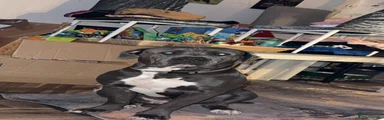Cane Corso 1