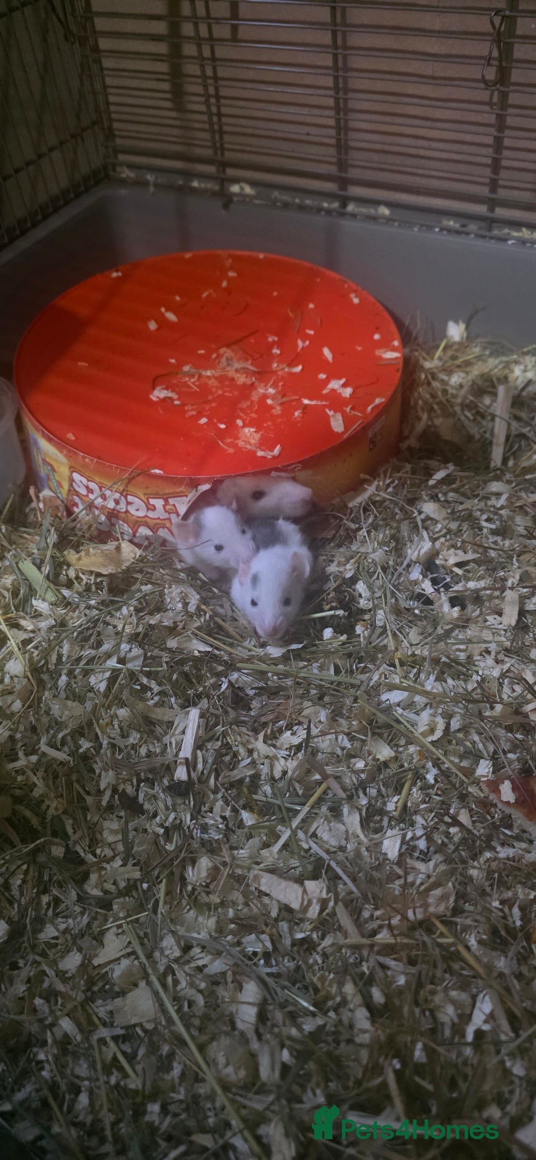 Rat rodents for sale: Fancy Rats,mice  - Advert 3