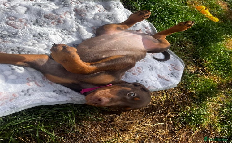 Dobermann dogs in Nottingham - Advert 1