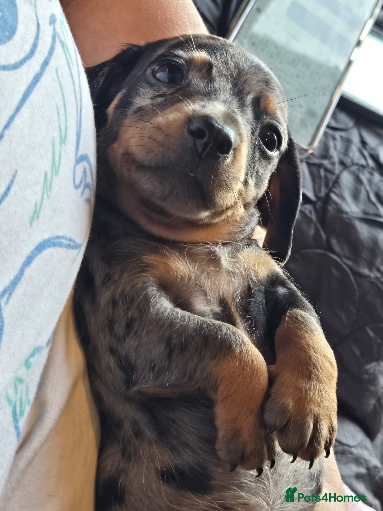 Dachshund dogs for sale: 5 gorgeous dachshund puppies for loving homes in Ludlow - Advert 8