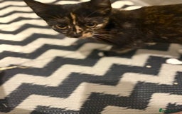 Mixed Breed cats for sale: Gorgeous lovely kittens looking for forever home  - Image 5