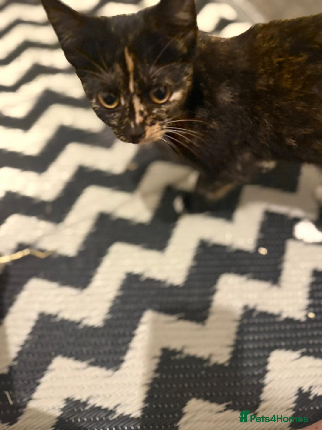Mixed Breed cats for sale: Gorgeous lovely kittens looking for forever home  - Image 5