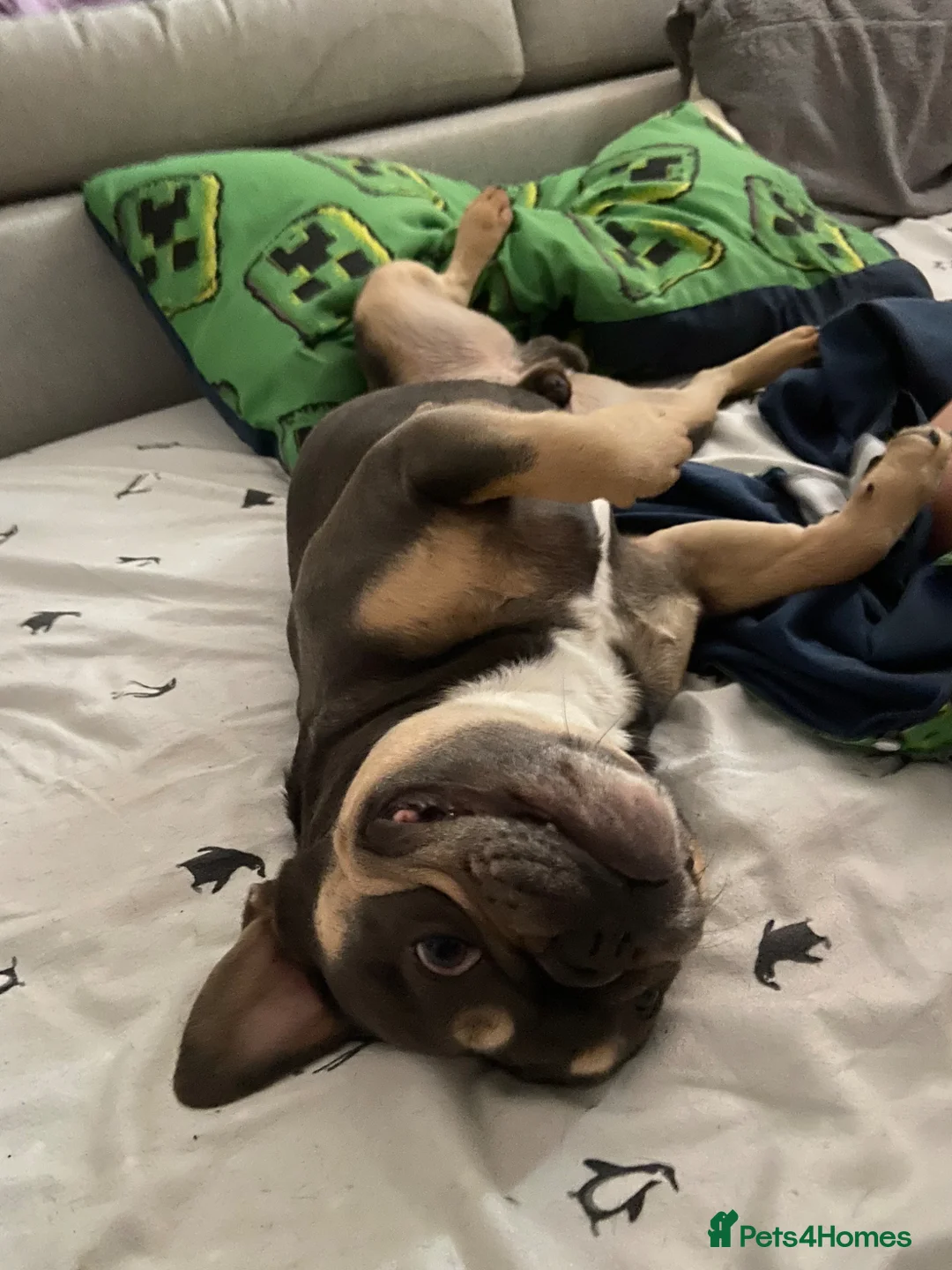French Bulldog dogs for sale: Gizmo Frenchie  - Advert 5
