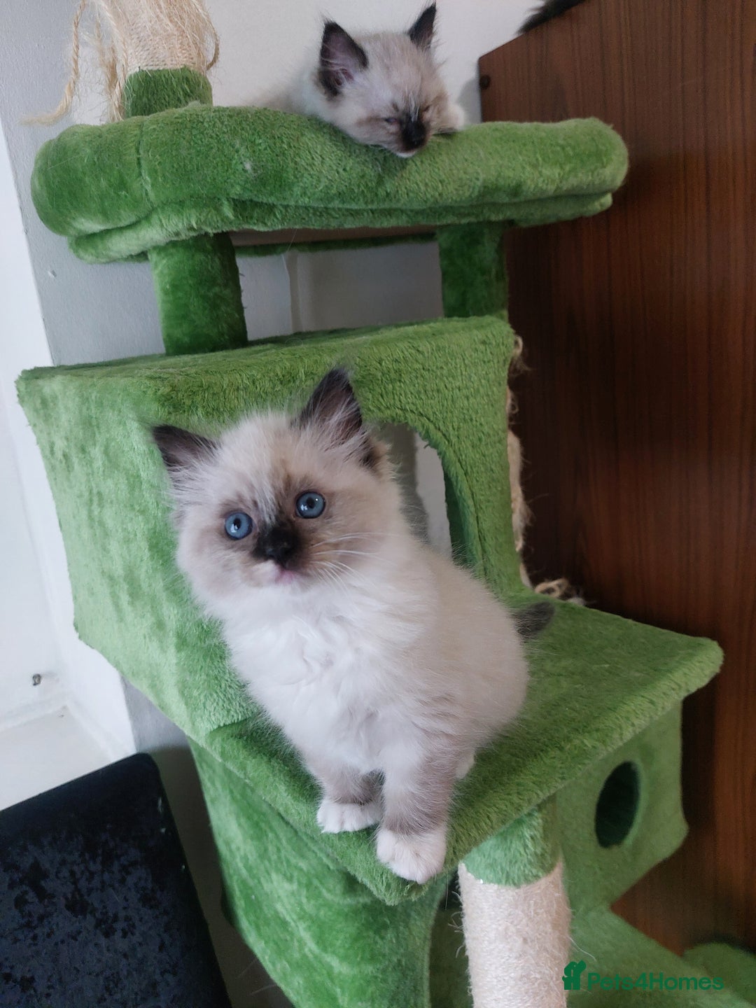 Ragdoll cats for sale: The most beautiful and adorable Ragdoll kittens  - Image 26
