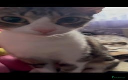 Mixed Breed cats for sale: Stray cat for Adoption - Image 2