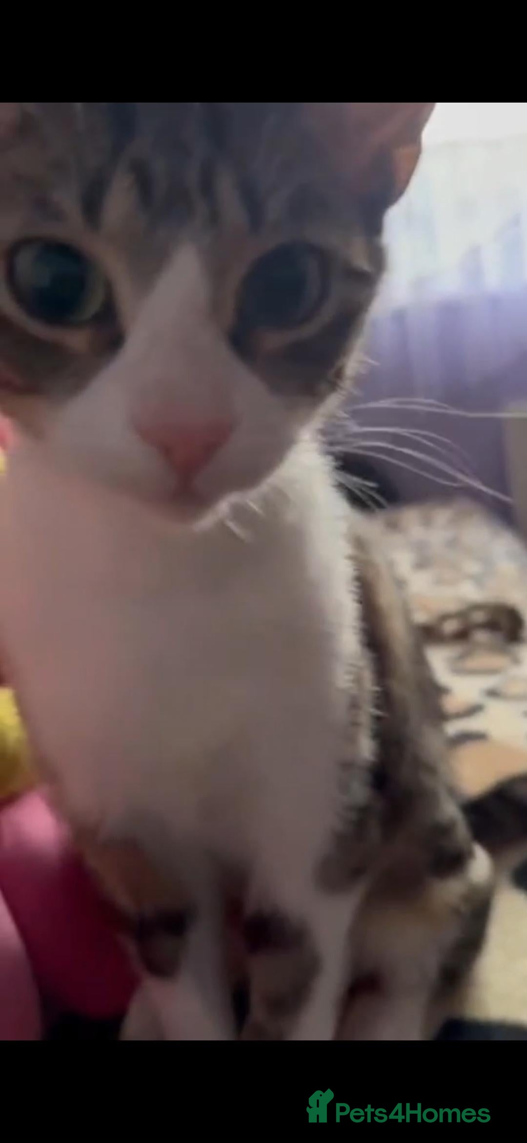 Mixed Breed cats for sale: Stray cat for Adoption - Image 2