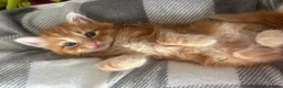 Domestic Shorthair cats for sale: 6 gorgeous kittens looking for loving home - Advert 7